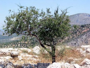 Olive Tree near the Acropolis